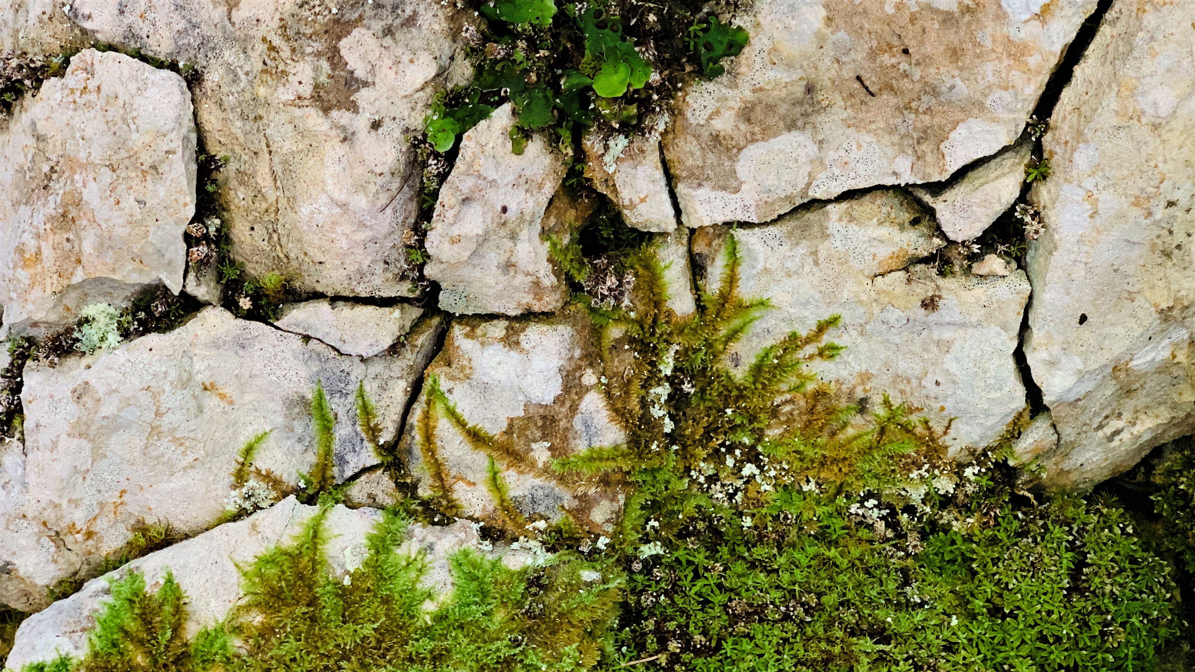 STONE 11